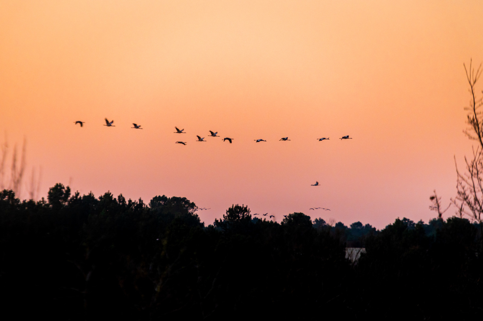 Réserve Nationale d’Arjuzanx, Landes