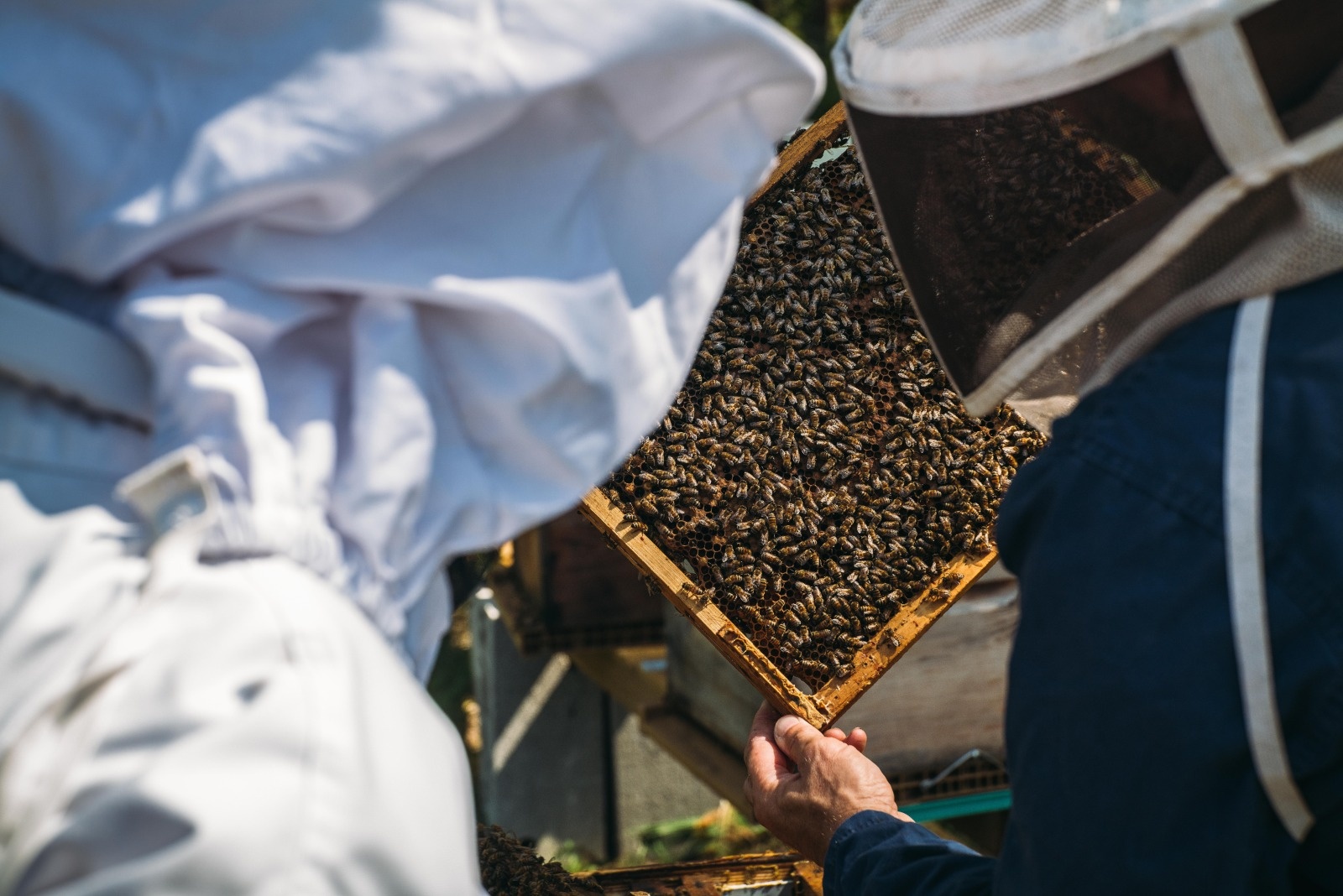 Rencontre entre le Chef du restaurant Le Hittau et un apiculteur, une ruche à la main