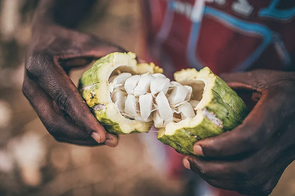 Une main avec des grains de cacao Diogo Vaz Mont de Marsan Les landes