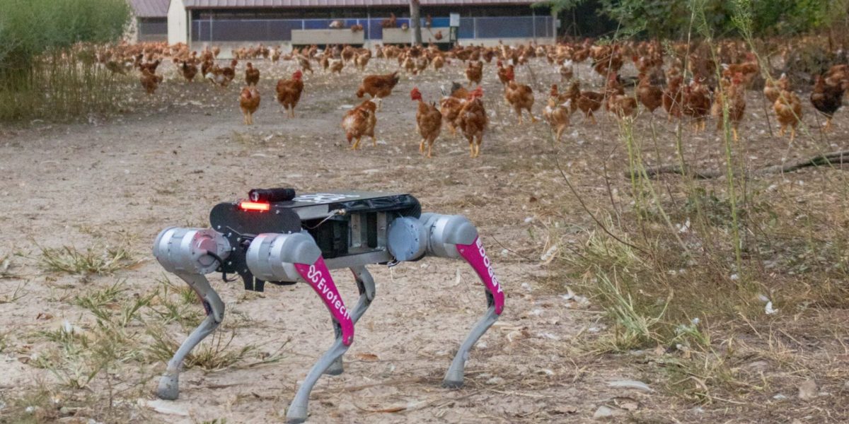 Robot-chien développé par la société Evotech pour le rassemblement des volailles en élevage dans les Landes