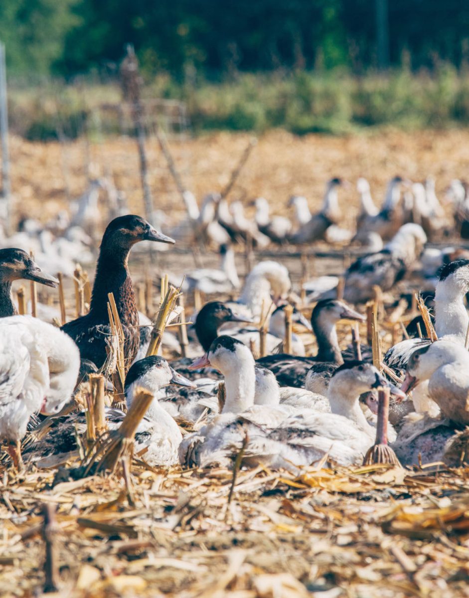 Élevage de canards dans les Landes, filière avicole landaise au cœur des productions agricoles locales