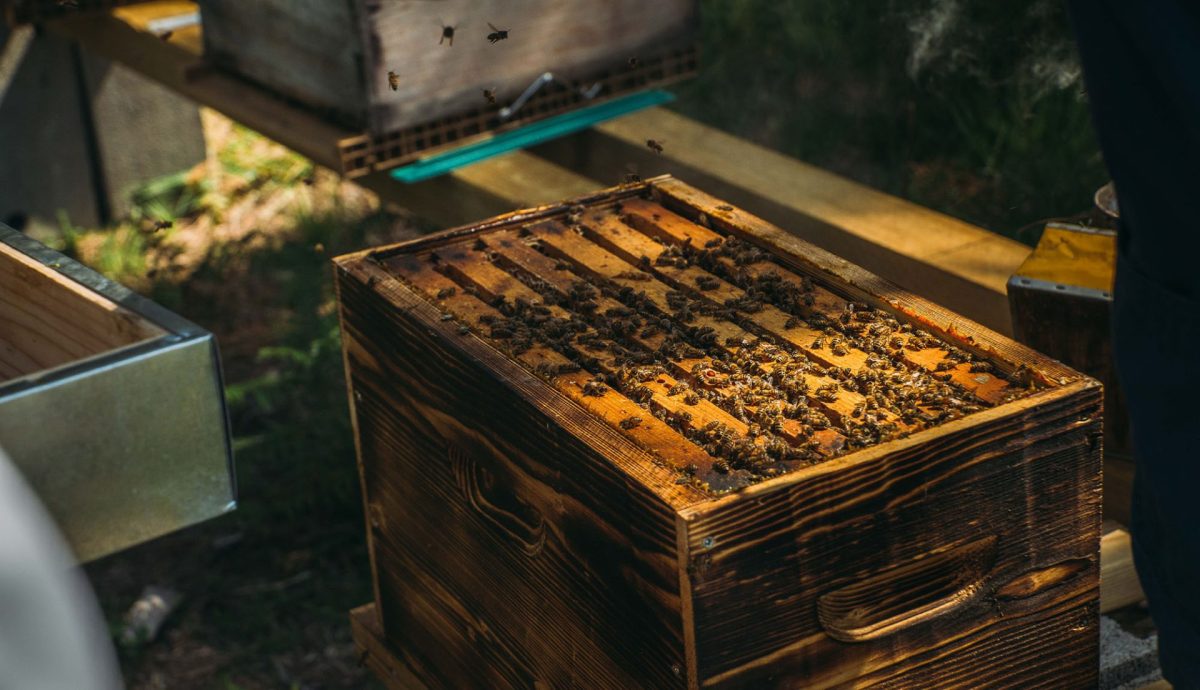 Ruche ouverte avec des abeilles lors de la production de miels des Landes
