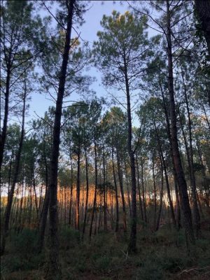 Domaine de Branouns – Villa Marcassin