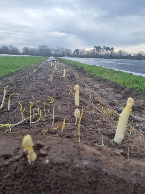 Savez-vous récolter les asperges ?