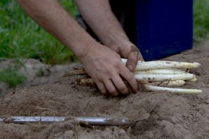 Savez-vous récolter les asperges ?