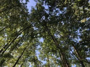 Balade nature – Entre courant et forêt