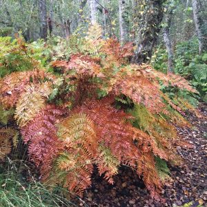 Balade nature – Entre courant et forêt
