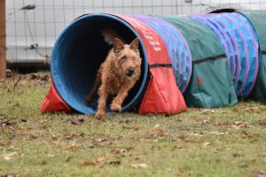 Concours Agility