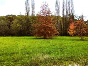 52500069  – Terrain à STE COLOMBE