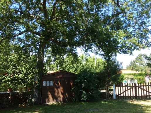 Les Vieux Chênes du Lac