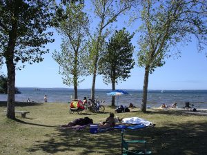 Les Vieux Chênes du Lac