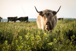 Découverte des prairies au bord du lac de Parentis