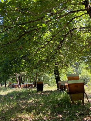 Le Gîte du Rucher d’Esleys, cocooning en forêt
