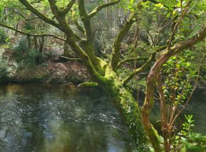 Balade nature – Entre courant et forêt