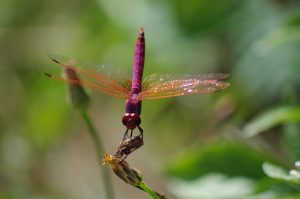 Balade nature – Entre lac et marais