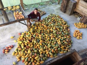 A la découverte du cacao et du chocolat