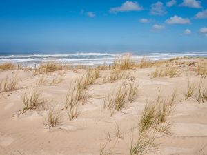 Marche découverte de l’environnement à Parentis-en-Born