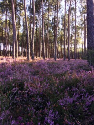 Le Rucher