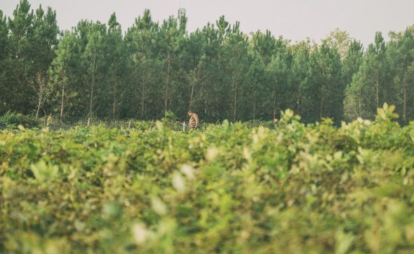 Forexpo 2025 : Mimizan au cœur de l’innovation forestière