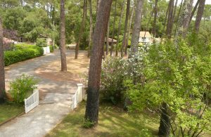 Schnee – Sous les Pins