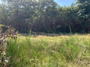 52651555  – Terrain à TOSSE