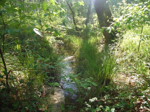 BEL AIR PLAGE – Kakatoes