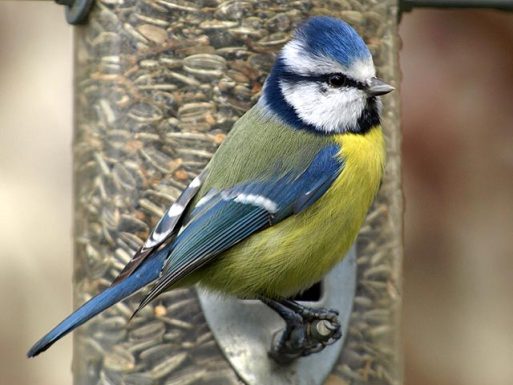 BEL AIR PLAGE – Mésange