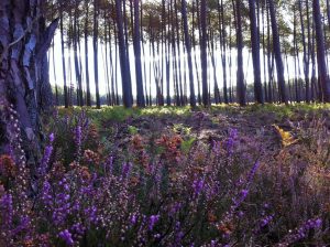 L&rsquo;Océan des Landes