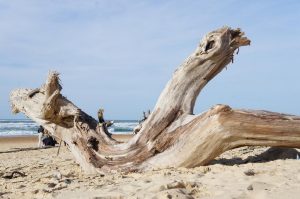 L&rsquo;Océan des Landes