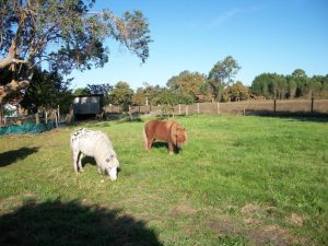 Cugnet Marie Bernadette – Hirondelle