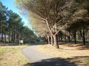 Cugnet Marie Bernadette – Hirondelle