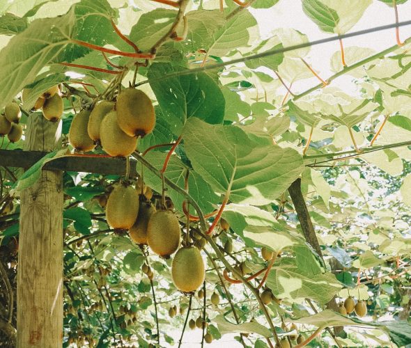 Le kiwi vert en lumière : une allégation santé qui conforte la filière