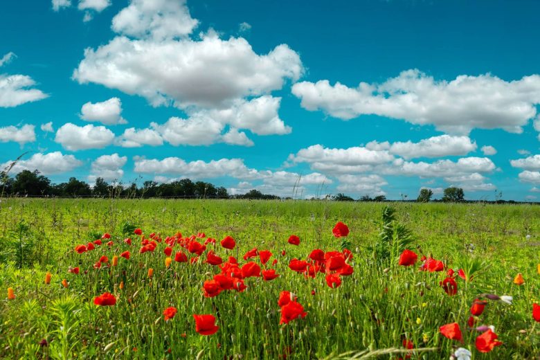 Initiation homéopathie familiale
