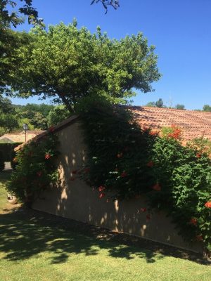 Bungalow les Thuyas