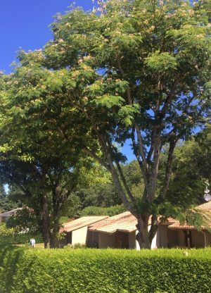 Bungalow les Thuyas