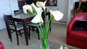 Appartement bien situé, calme et reposant