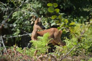 Gîte en forêt landaise avec jacuzzi d&rsquo;intérieur
