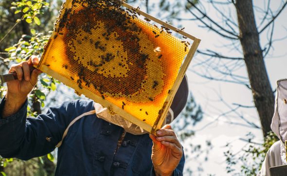 Les miels des Landes : le savoir-faire local à l’honneur