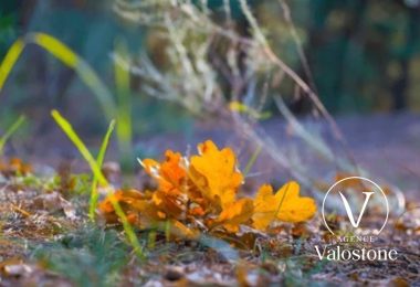 52796755  – Terrain à GEAUNE