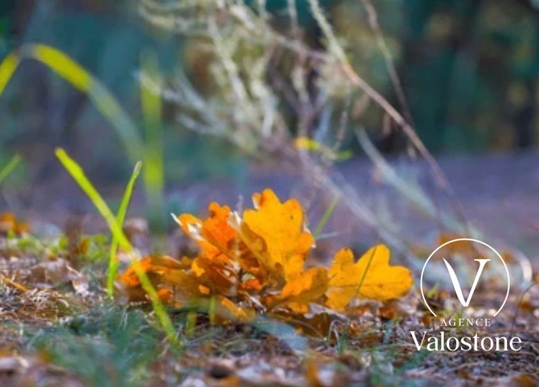 52796755  – Terrain à GEAUNE