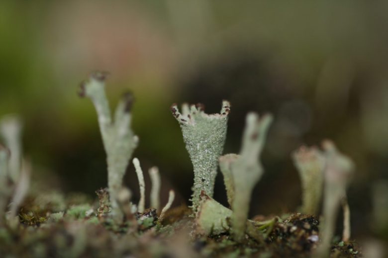 Formation Champignons