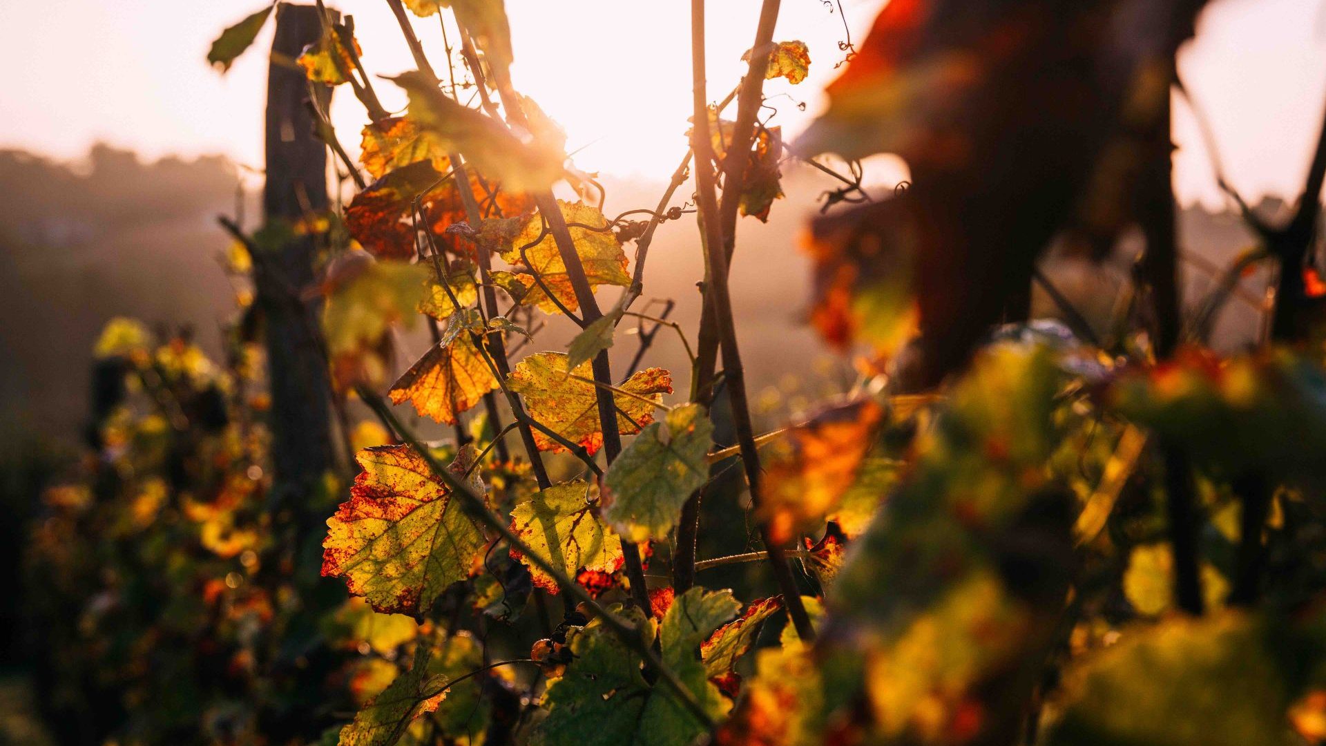 Vignes en Chalosse Tursan