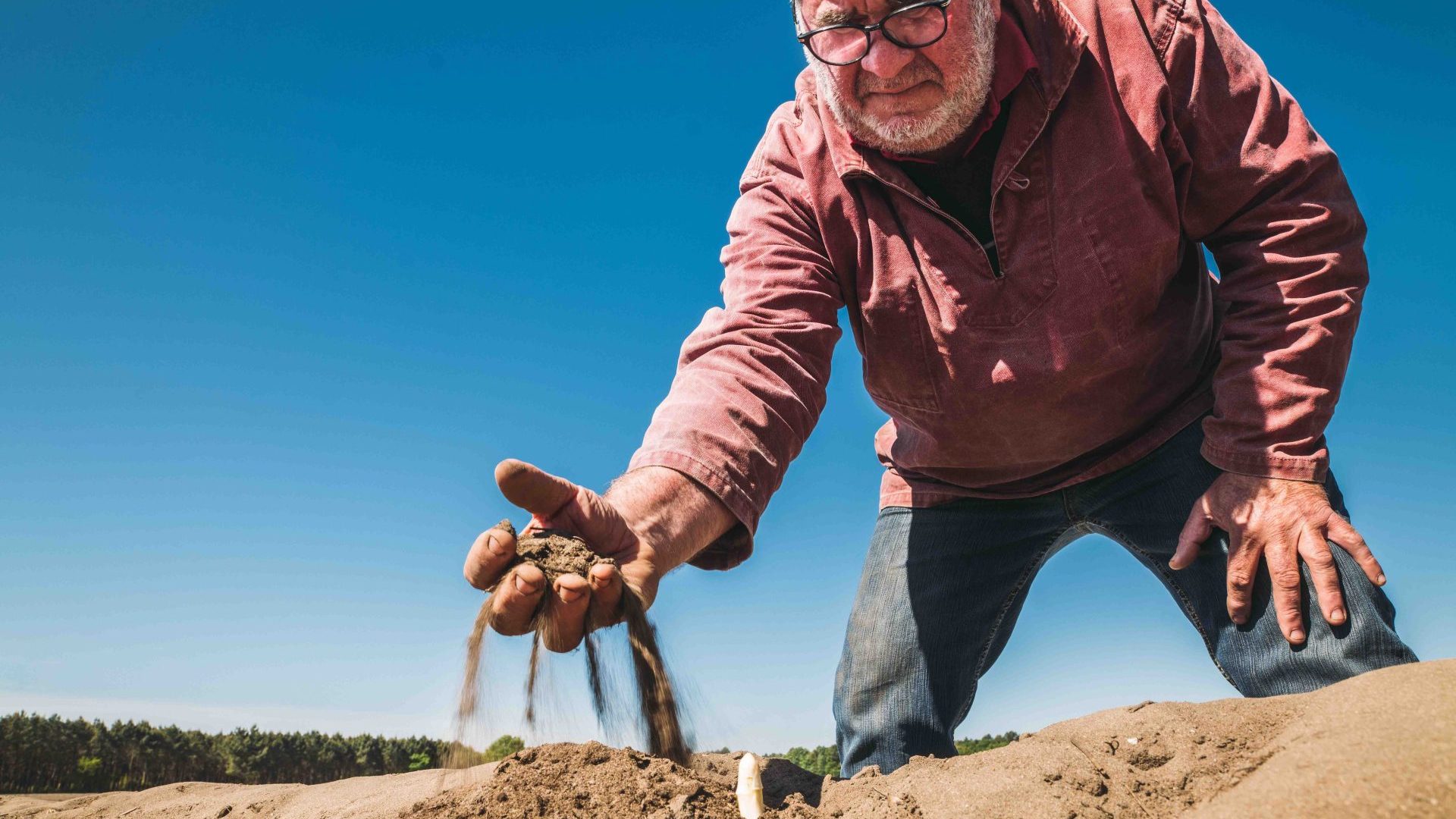 Exploitation d'asperges des sables des Landes