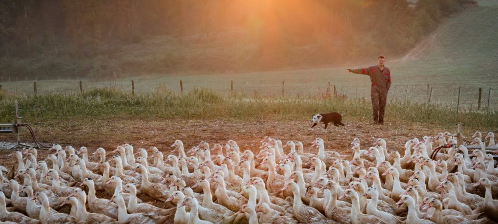Des producteurs landais récompensés au Concours général agricole