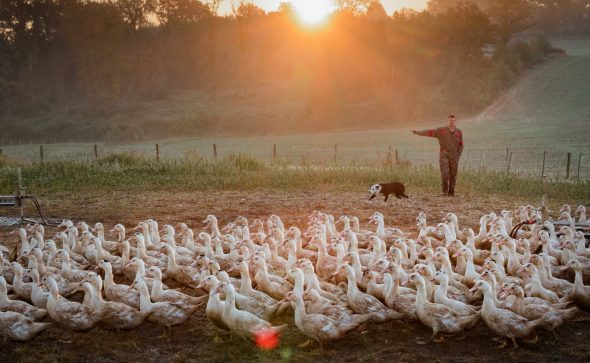 Des producteurs landais récompensés au Concours général agricole
