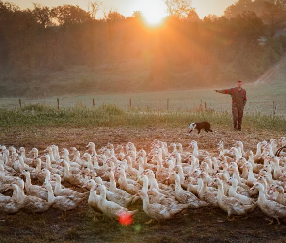 Des producteurs landais récompensés au Concours général agricole