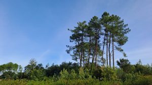 52803037  – Terrain à MOLIETS ET MAA