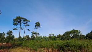 52803039  – Terrain à MOLIETS ET MAA