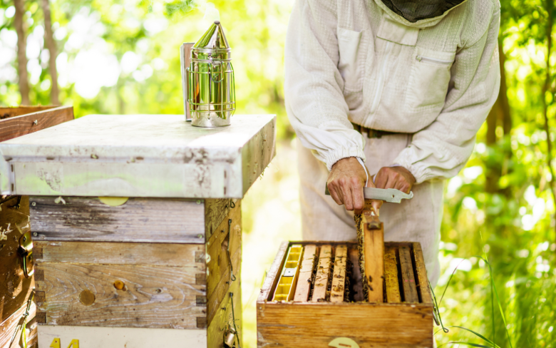 Découverte de l&rsquo;apiculture et de l&rsquo;abeille noire des Landes