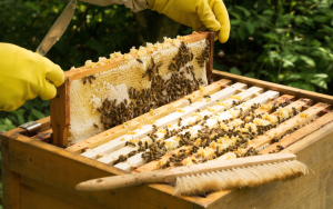 Découverte de l&rsquo;apiculture et de l&rsquo;abeille noire des Landes